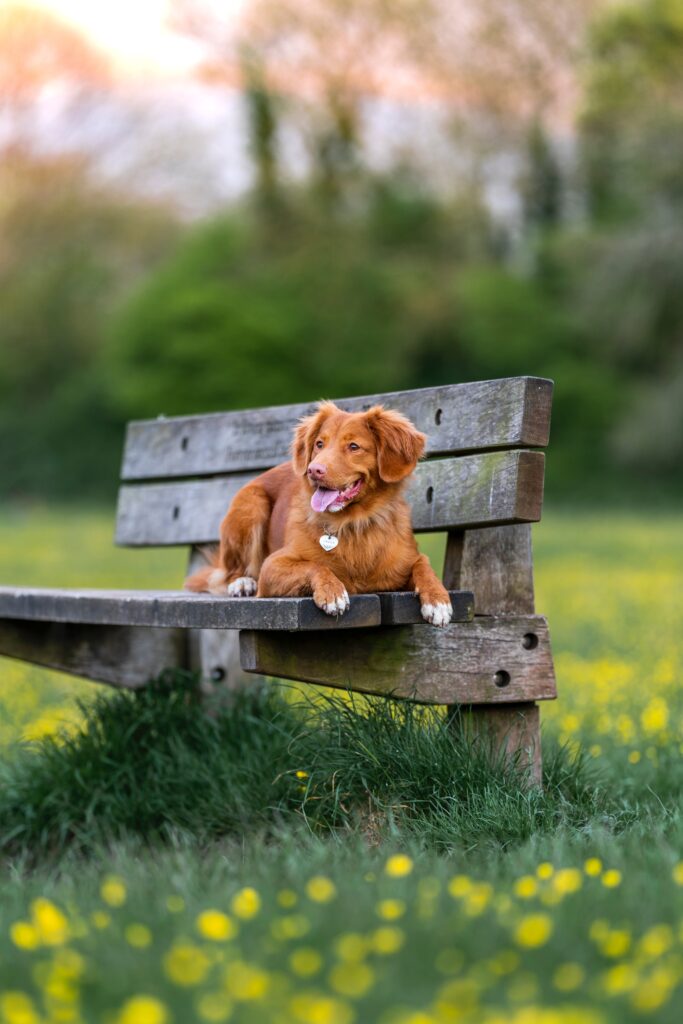 chien roux assis sur un banc dans la nature